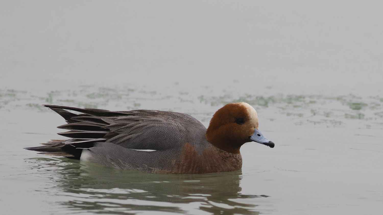 Eurasian Wigeon